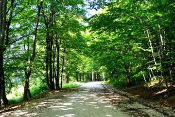 Road to the winter and spa station Poiana Brasov, in Carpathian Mountains