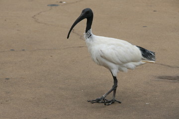 Vogel weiß-schwarz langer Schnabel Australien
