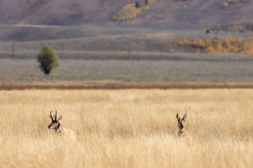 Naklejka na ściany i meble Pronghorn Antelope in Wyoming in Autumn