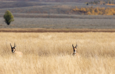 Naklejka na ściany i meble Pronghorn Antelope in Wyoming in Autumn