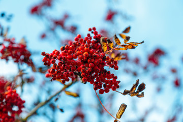 A bunch of rowan berries on a branch with dry leaves