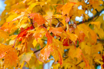 Autumn maple leaves