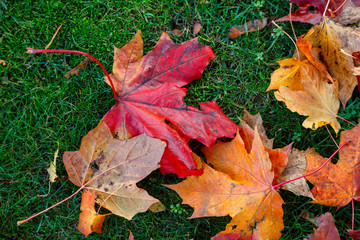 Multicolored fallen leaves