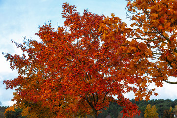 Crown of a tree with colorful autumn leaves