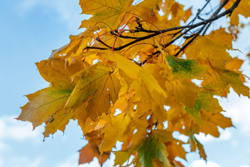 Autumn maple leaves