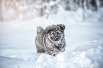 Cute fluffy puppy playing in the snow