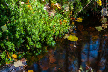 Green moss in the autumn forest close-up