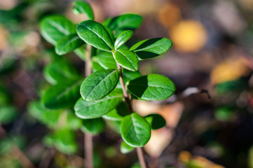lingonberry leaves in a pine forest close-up