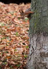 Eichhörnchen mit Walnuss am Baumstamm