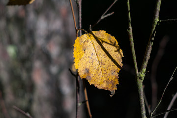 autumn leaf close-up on a dark background