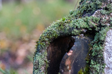 Cladonia, lichen in the autumn forest close-up
