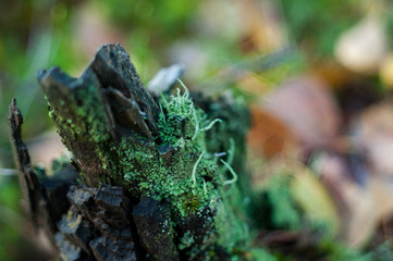 Cladonia, lichen in the autumn forest close-up