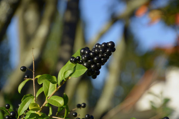 european privet berries in autumn, black blue and glossy berries on a bush of the wild Privet or Ligustrum vulgare in autumn sun