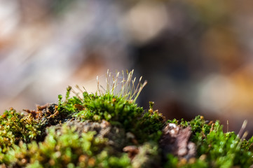 Green moss in the autumn forest close-up