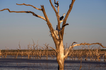 Dead trees at the swamp of Lake Argyle at twilight with a pied cormorant breeding in a nest at the outback in Western Australia