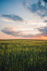 field of wheat covered with colorful light during sunset, Moldova