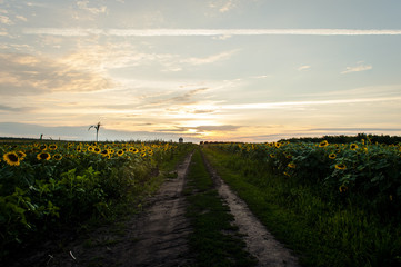 Fototapeta na wymiar Sunflower fields from my backyard at sunset, Moldova