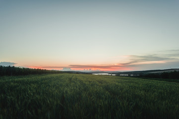 Glowing sunrise over fresh, green field of wheat in spring, Moldova