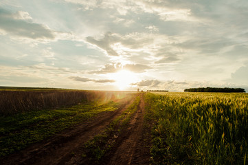 Amazing light glowing the fields of wheat, Moldova