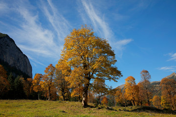 Großer Ahornboden im Herbst, Karwendel Gebirge, Eng, Tirol, Österreich, Europa 