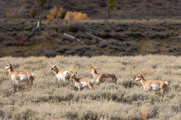 Pronghorn Antelope in Wyoming in Autumn