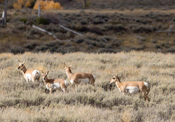 Fototapeta premium Pronghorn Antelope in Wyoming in Autumn