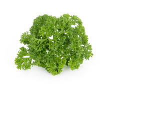 Parsley leaf ( Petroselinum crispum) with space for text on white background. 