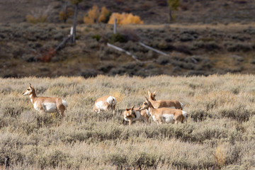 Pronghorn Antelope in Wyoming in Autumn