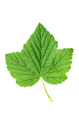 Naklejka na ściany i meble currant leaf isolated
