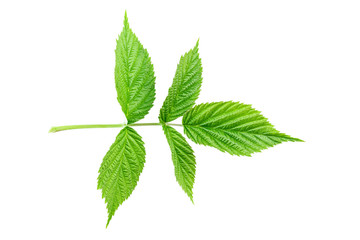 Naklejka na ściany i meble Green leaf of raspberry solated on white background.