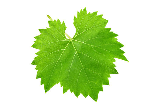 Fresh green leaf of grape isolated on white background.