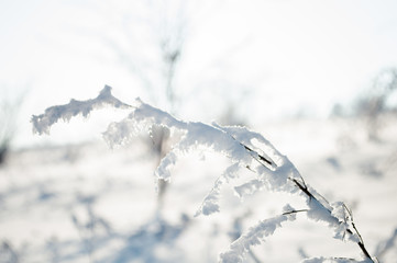 snow covered branches of trees