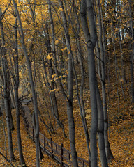 Urban autumn Park with yellow fallen leaves. Autumn walk in the Park.