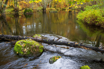 stream in the forest