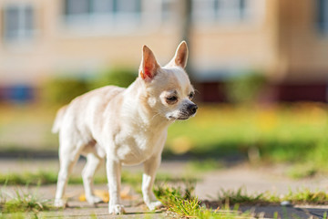 A dog of the Chihuahua breed walks around the city.