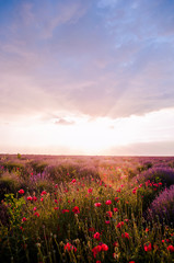 sunset over the field