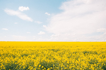 Obraz premium yellow field and sky