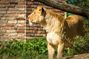 Löwe, Löwin, Tier in Gefangenschaft