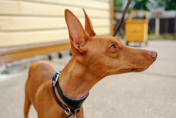 Close-up and shallow focus view of a Cirneco dell'Etna Sicilian hunting hound dog, showing the short fur, large ears and long snout, seen looking at her owner.