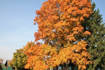 Autumn forest beautiful pezazh bright colors golden autumn