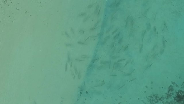 Mer avec poissons vue du ciel au Japon