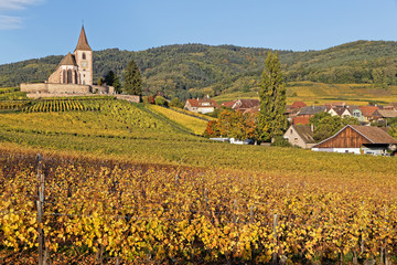 Fototapeta na wymiar Fortified church of the Alsatian village of Hunawihr, surrounded by vineyards, with beautiful yellow autumn colours