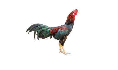 chicken isolated on white background