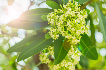 white flowers in the garden