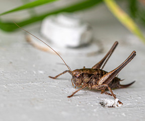 a brown grasshopper sits on a white wooden door