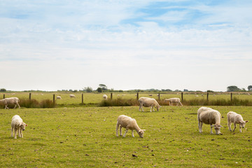 Obraz premium Flock of sheep freely grazing on a green pasture. Plenty of green meadow and blue cloudy sky