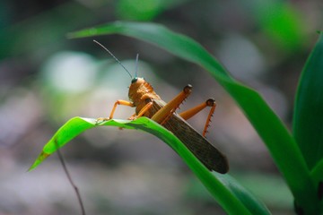praying mantis