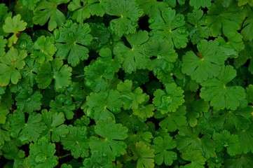 foliage of geranium leaf in green texture with rain water drop, abstract pattern nature background