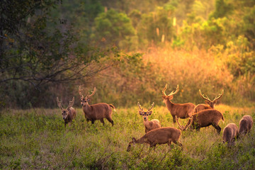 Family Sunset Deer at Thung Kramang Chaiyaphum Province, Thailand