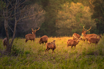 Family Sunset Deer at Thung Kramang Chaiyaphum Province, Thailand